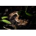 Boa de arena - Eryx colubrinus